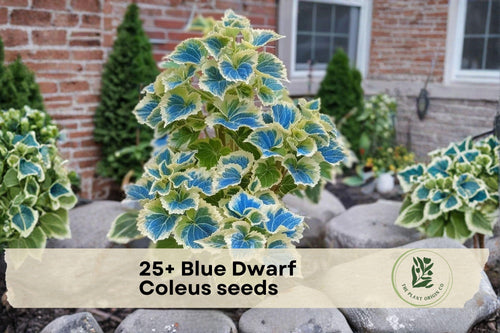 25+ Blue Dwarf Coleus Seeds | Compact Ornamental Foliage Plant | Shade Garden, Container, Indoor Decor | Coleus scutellarioides