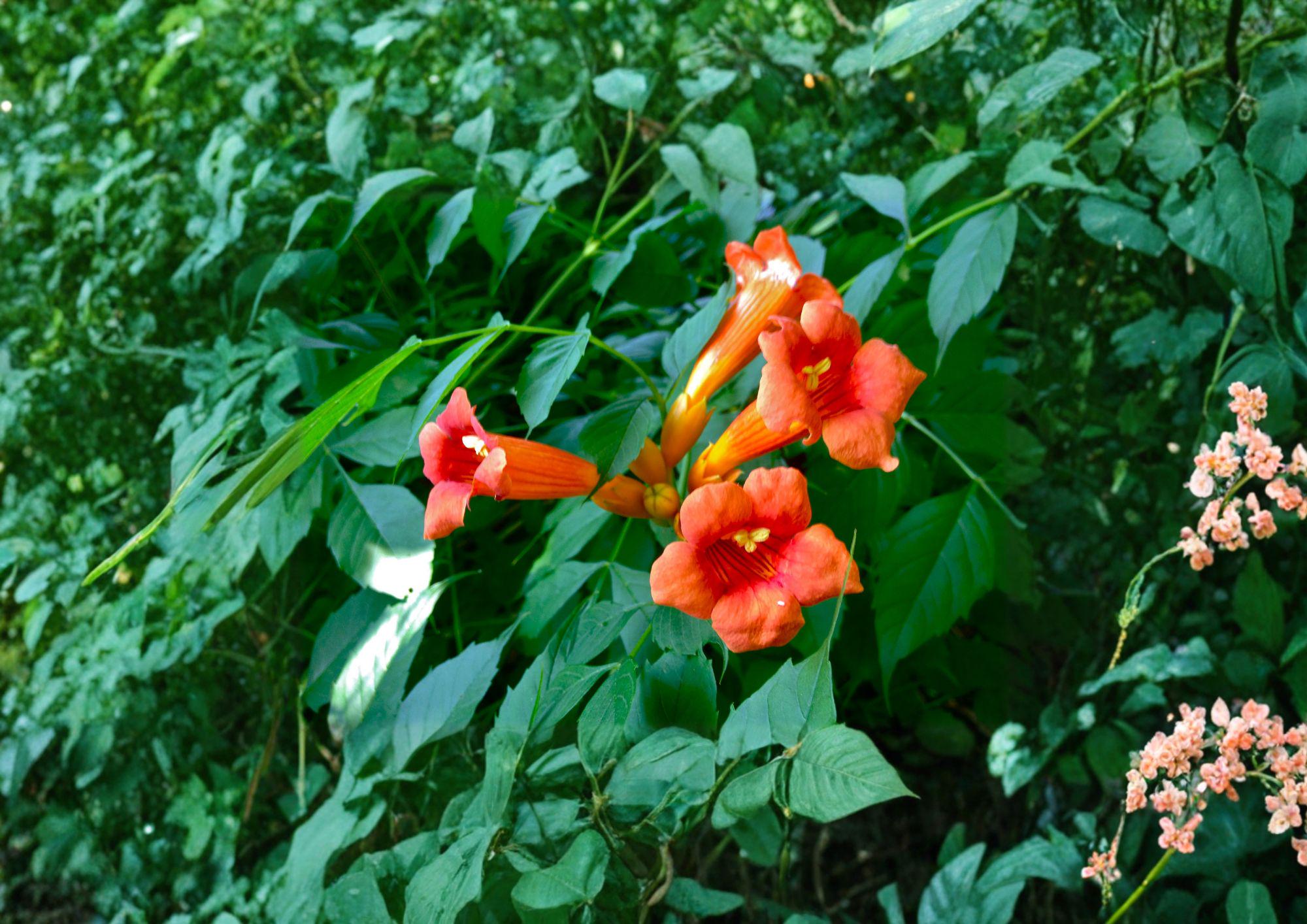 Campsis Radicans Trumpet Creeper Vine Seeds – Fast Growing Orange Flowers for Trellis, Fence, Pergola, Climbing Plant