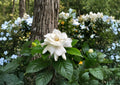 Gardenia Jasminoides Seeds – Fragrant Creamy White Flowers, Evergreen Shrub, Ornamental Plant, 20 Seeds