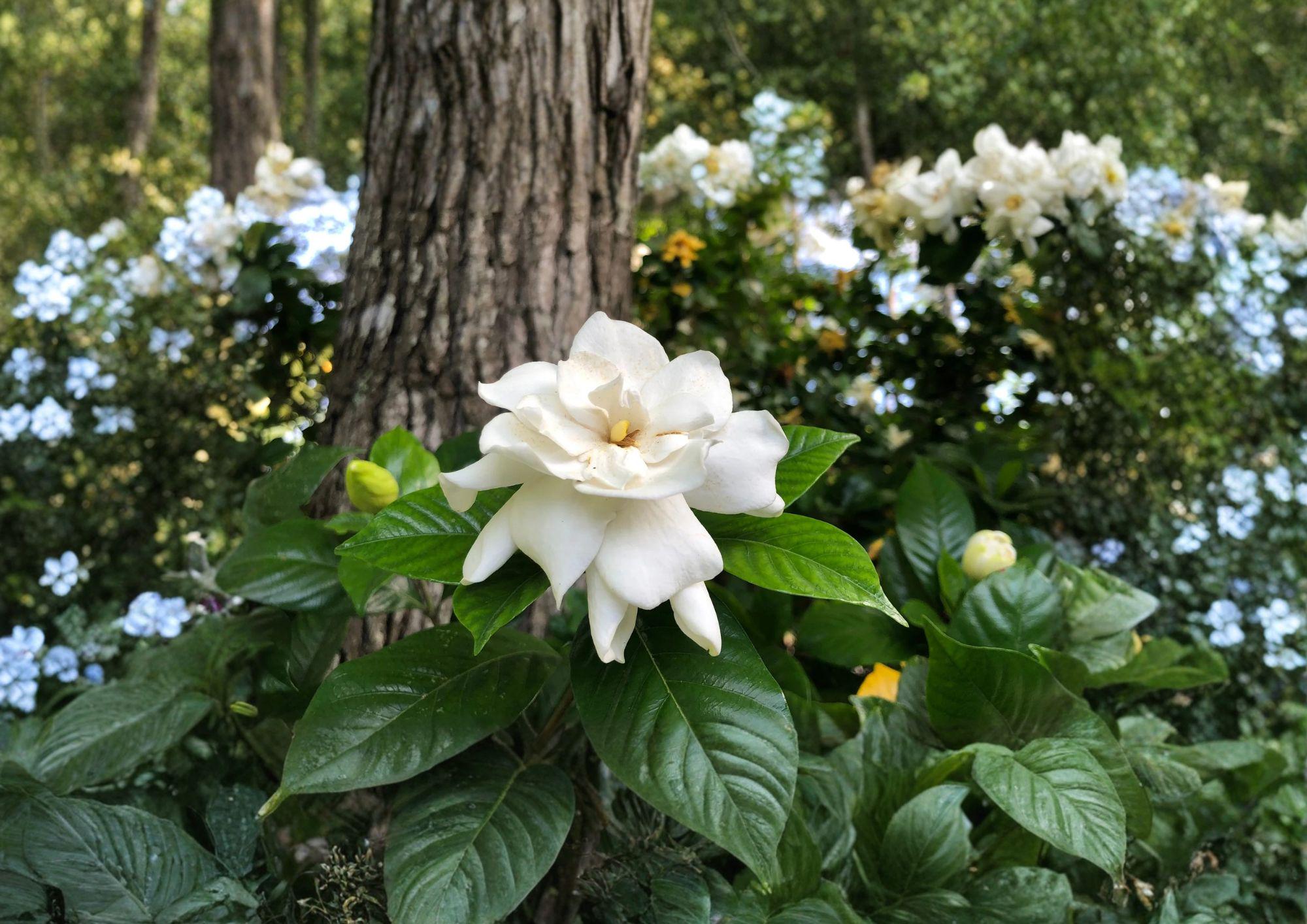 Gardenia Jasminoides Seeds – Fragrant Creamy White Flowers, Evergreen Shrub, Ornamental Plant, 20 Seeds