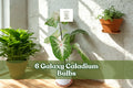 Galaxy Caladium Bulbs – Colorful Foliage, Multicolor Heart-Shaped Leaves, Shade Garden, Container Planting, Caladium spp.