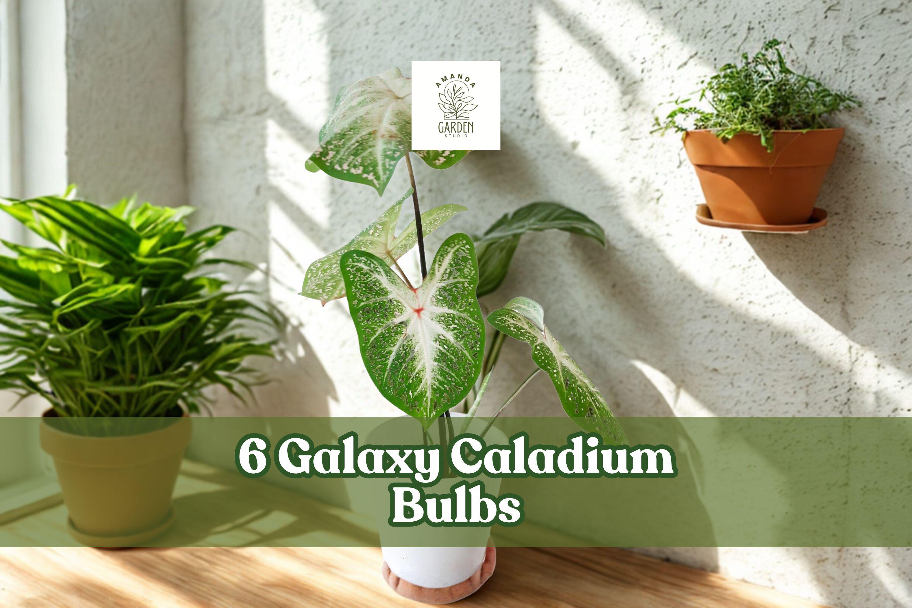 Galaxy Caladium Bulbs – Colorful Foliage, Multicolor Heart-Shaped Leaves, Shade Garden, Container Planting, Caladium spp.