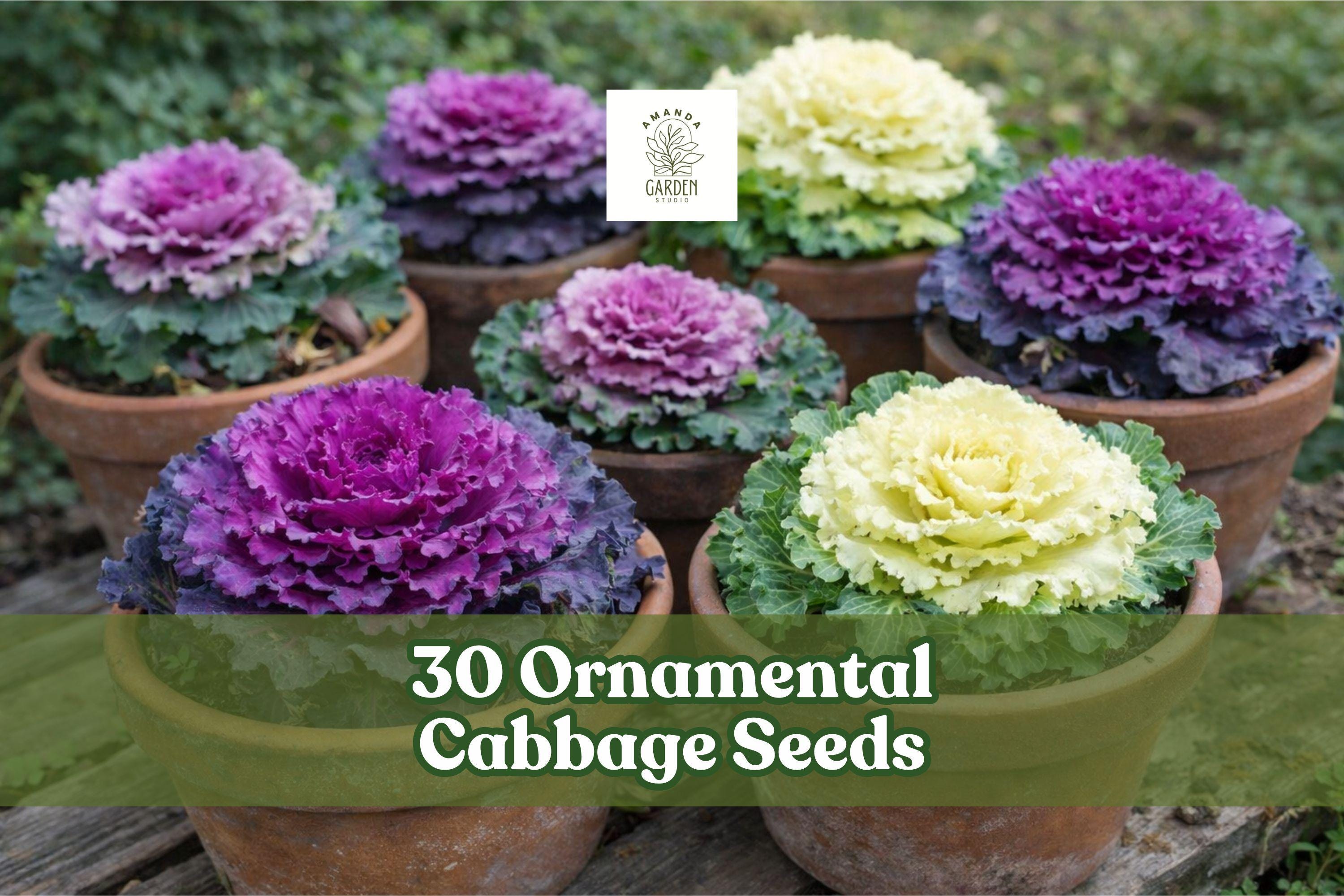 30 Ornamental Cabbage Seeds – Colorful Foliage in Purple, Pink, Green – Brassica oleracea for Fall & Winter Gardens
