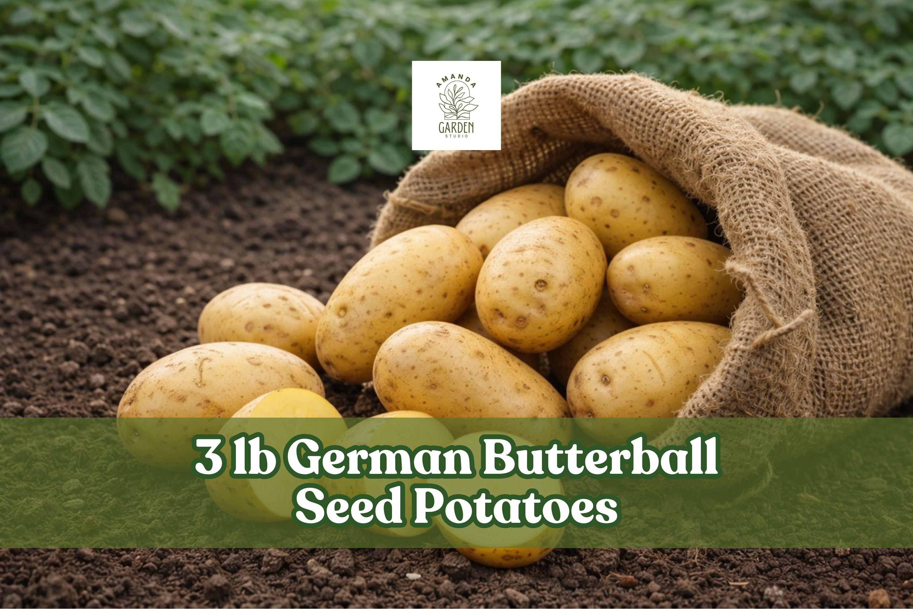 German Butterball Seed Potatoes – 3 lb Yellow Flesh, Tuber Vegetable for Garden, Raised Bed & Container Planting