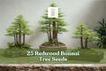 25 Redwood Bonsai Tree Seeds – Sequoia spp. – Evergreen Miniature Forest Planting for Bonsai and Landscaping