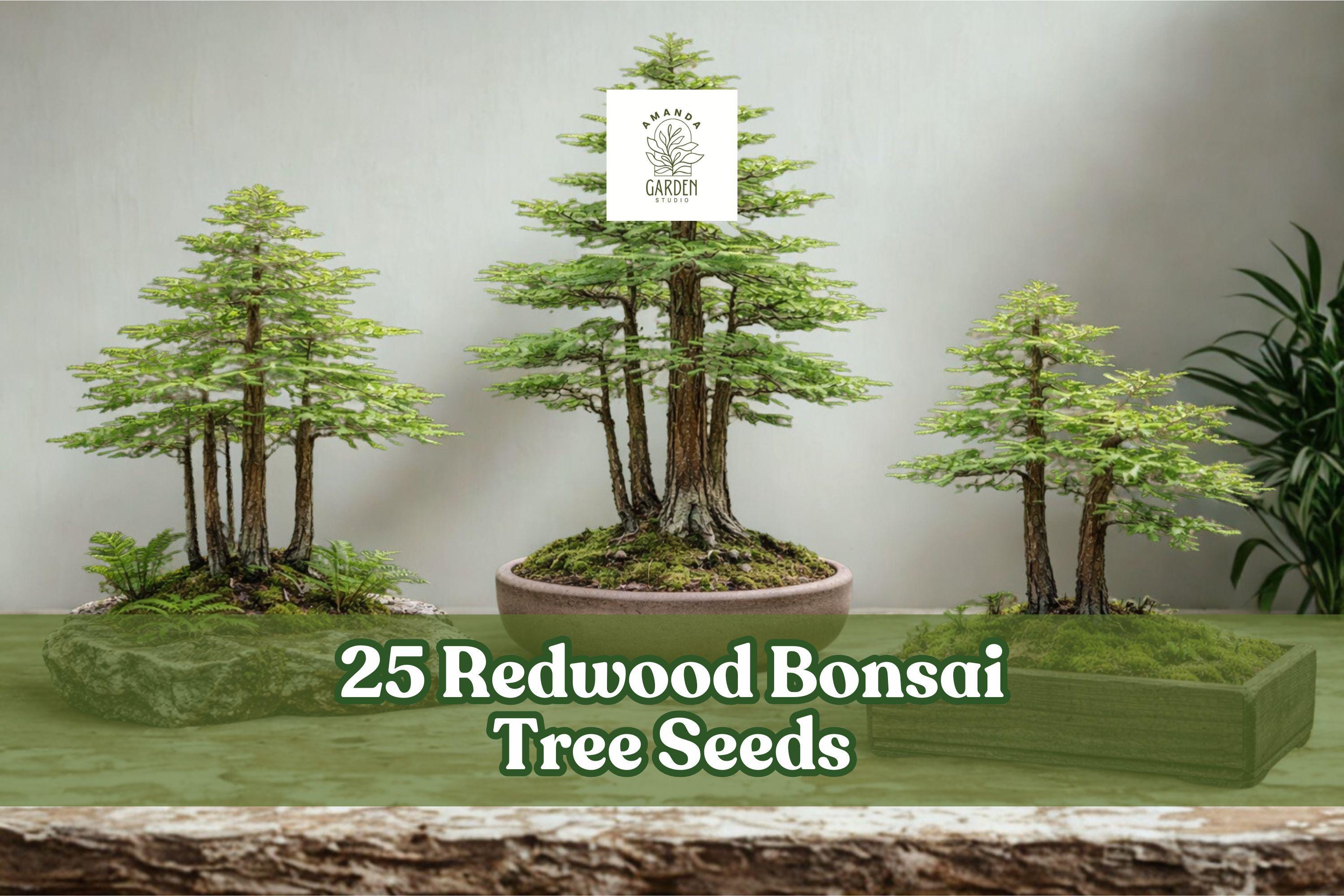 25 Redwood Bonsai Tree Seeds – Sequoia spp. – Evergreen Miniature Forest Planting for Bonsai and Landscaping