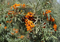 Sea Buckthorn Seeds – Hardy Shrub for Edible Berries, Wildlife Gardens, Erosion Control – Hippophae rhamnoides