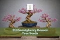 Beautyberry Seeds – Callicarpa americana – Ornamental Berry Shrub for Bonsai & Garden, Purple Berries, 20 Seeds