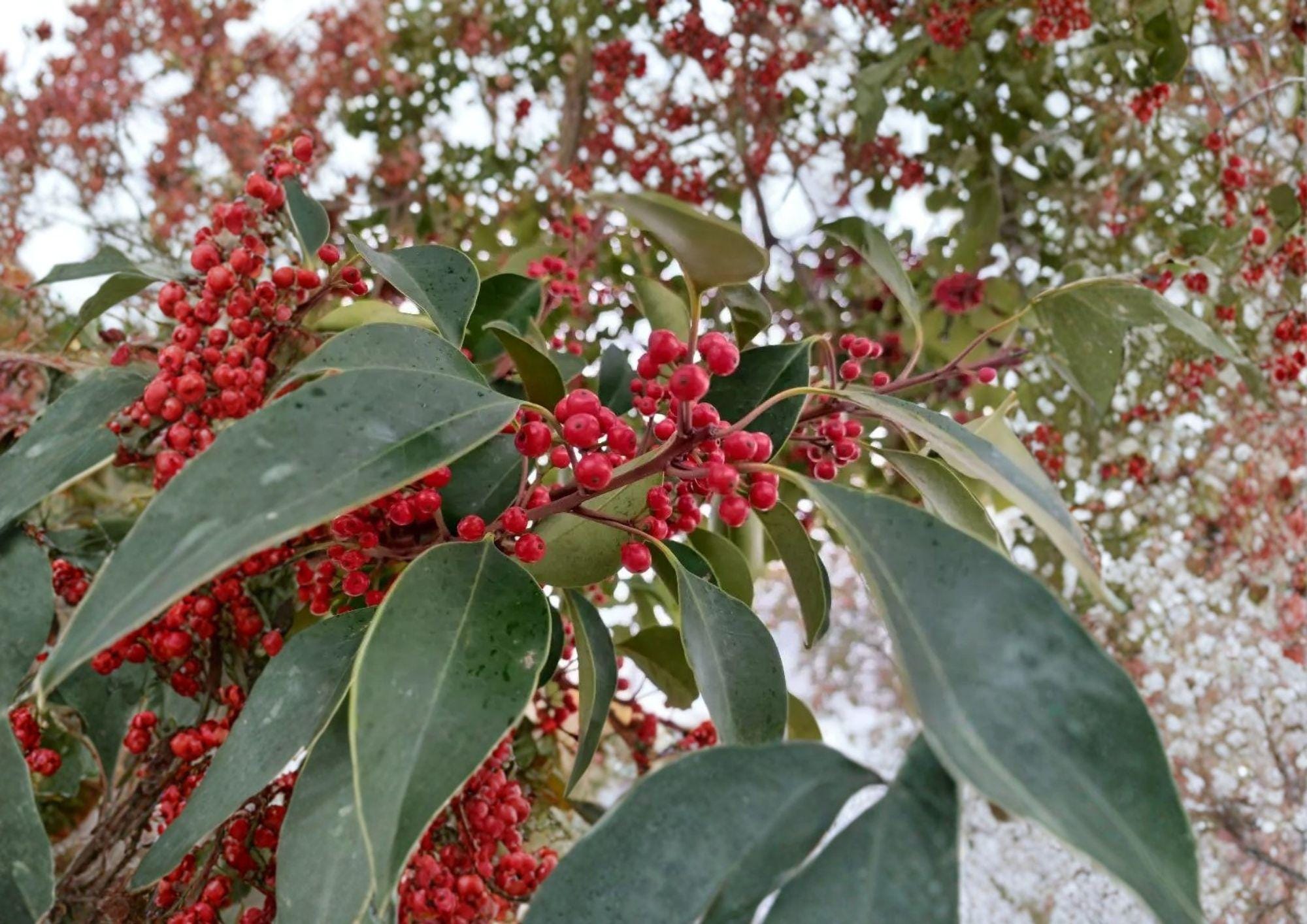Kurogane Holly Seeds – Evergreen Ilex rotunda with Glossy Round Leaves and Red Berries, Ornamental Garden Tree, 25 Seeds