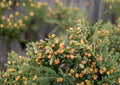 Rocky Mountain Juniper Seeds – Evergreen Conifer, Blue-Green Foliage, Drought Tolerant, Juniperus scopulorum