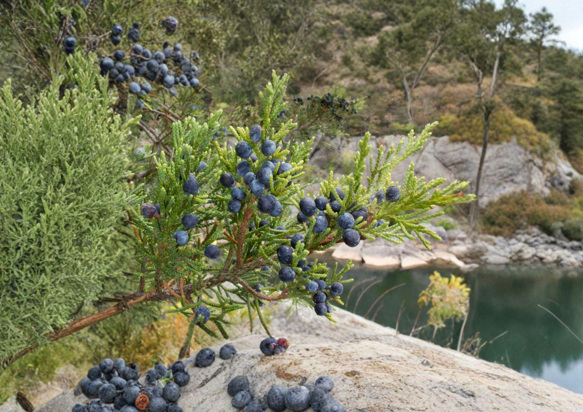 Eastern Red Cedar Seeds – Native Evergreen Tree, Drought Tolerant, Wildlife-Friendly, Juniperus virginiana, 25 Seeds