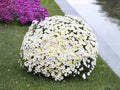 Creeping Daisy Seeds, Ground Cover, Heirloom Non-GMO Flower, Chrysanthemum paludosum, Cottage Garden Planting