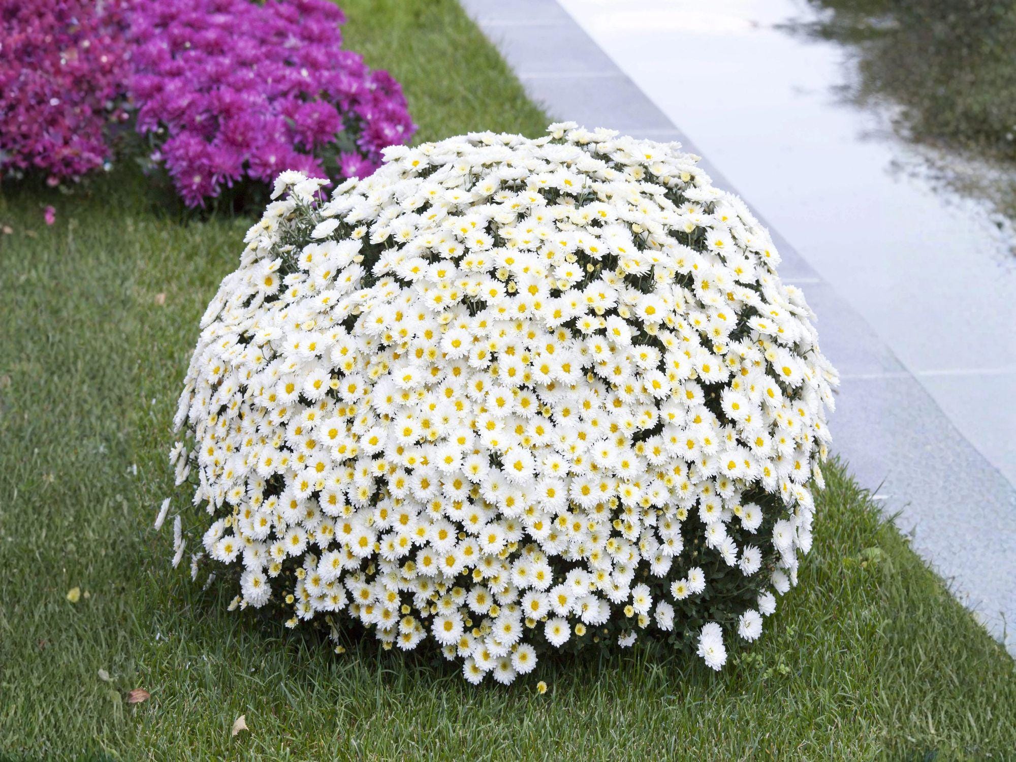 Creeping Daisy Seeds, Ground Cover, Heirloom Non-GMO Flower, Chrysanthemum paludosum, Cottage Garden Planting
