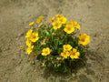 Chilean Yellow Clover Seeds | Oxalis valdiviensis Ground Cover | Non-GMO, Heirloom, Open-Pollinated Planting