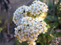 Western Yarrow Seeds – Achillea millefolium occidentalis, Heirloom Non-GMO Wildflower, Pollinator Friendly, Native Plant Seeds