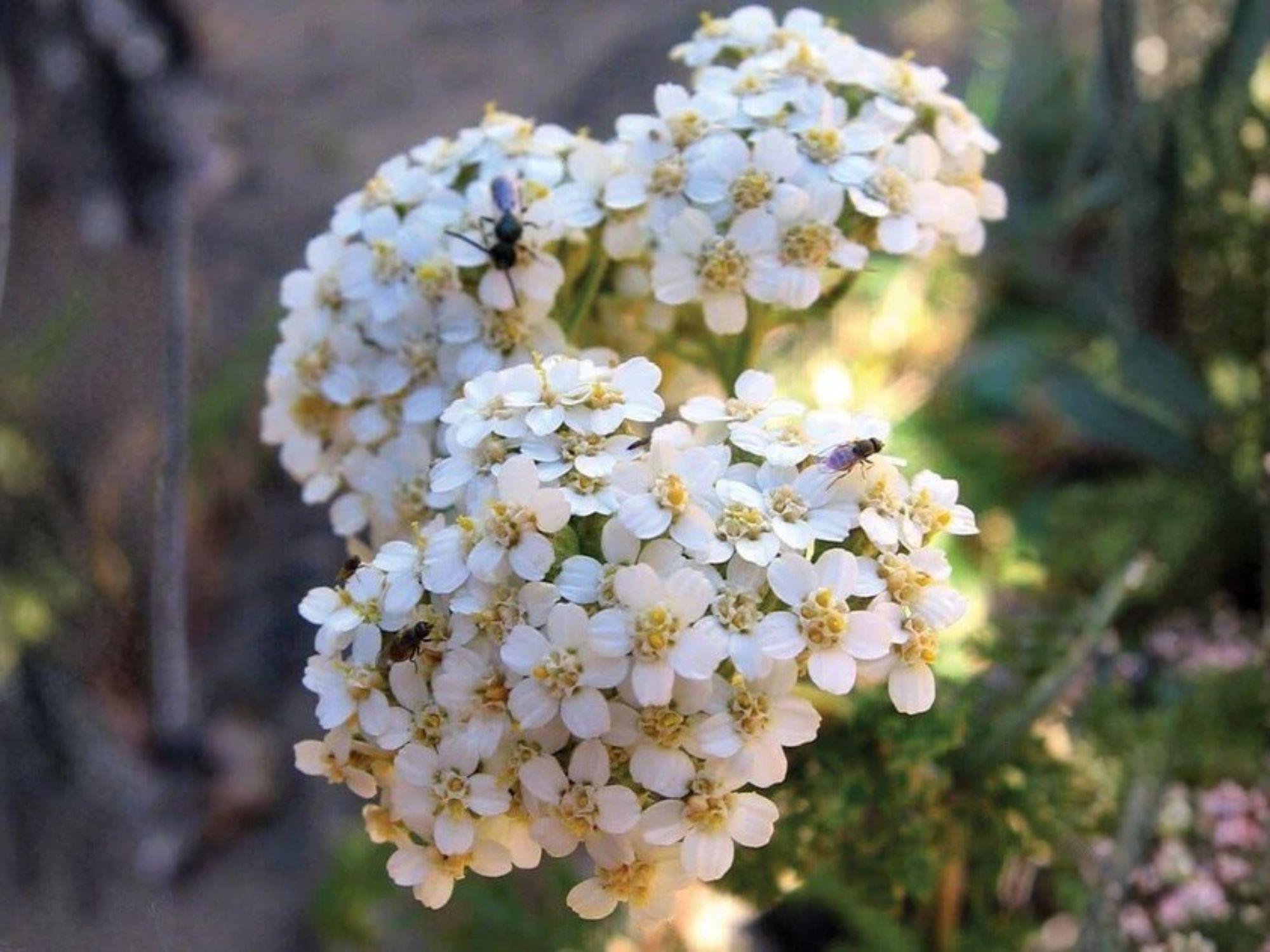 Western Yarrow Seeds – Achillea millefolium occidentalis, Heirloom Non-GMO Wildflower, Pollinator Friendly, Native Plant Seeds