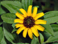 Creeping Zinnia Seeds, Ground Cover Flower, Heirloom Non-GMO Sanvitalia procumbens, Bright Summer Blooms, Garden & Container Planting