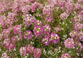Dwarf Pink Sweet Alyssum Seeds – Fragrant Low-Growing Flower for Borders, Containers, Pollinators – Lobularia maritima