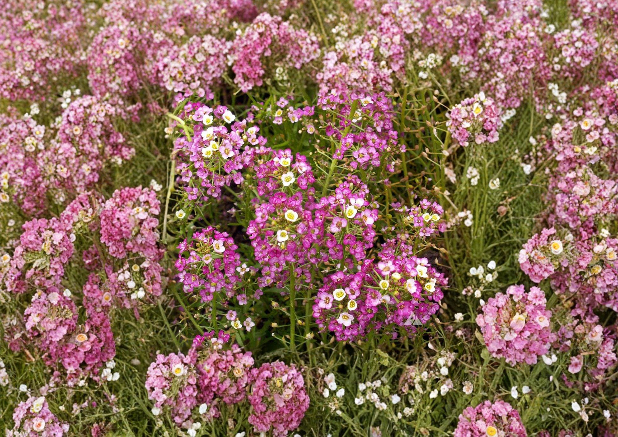 Dwarf Pink Sweet Alyssum Seeds – Fragrant Low-Growing Flower for Borders, Containers, Pollinators – Lobularia maritima