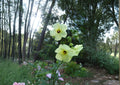 Hardy Yellow Rose of Sharon Seeds – Hibiscus hamabo, Rare Tropical Hibiscus Shrub for Coastal Gardens
