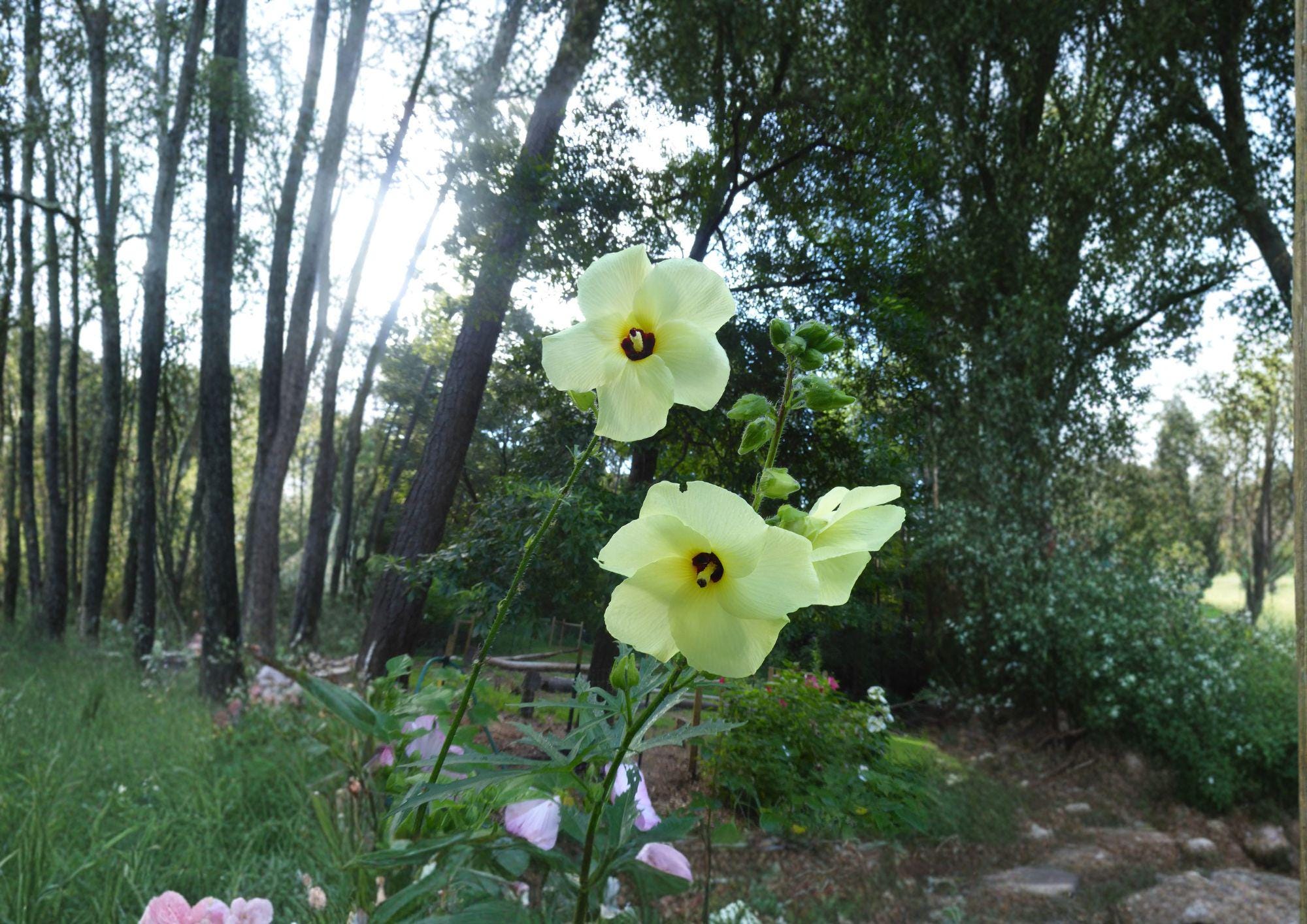 Hardy Yellow Rose of Sharon Seeds – Hibiscus hamabo, Rare Tropical Hibiscus Shrub for Coastal Gardens