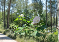 Hibiscus Paramutabilis Seeds - Hardy Pink Everblooming Flowering Shrub for Gardens, Attracts Pollinators, Tropical Look