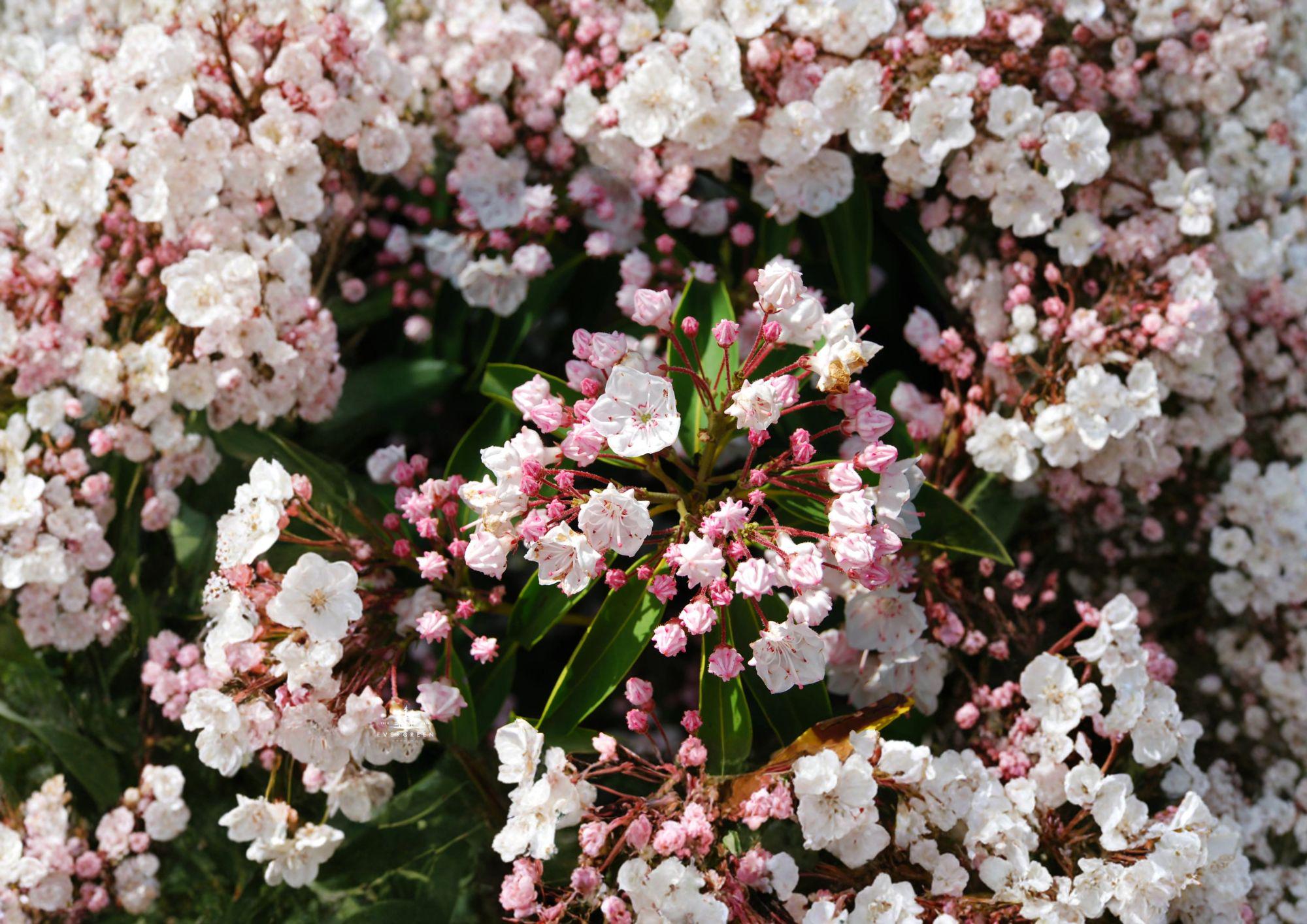Kalmia Latifolia Mountain Laurel Seeds – Native Evergreen Shrub with Pink and White Flowers, Woodland Garden Plant