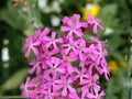 None So Pretty Catchfly Seeds - Heirloom Non-GMO Cottage Garden Flowers, Silene armeria, Bright Pink Blooms, Annual Flower Seeds