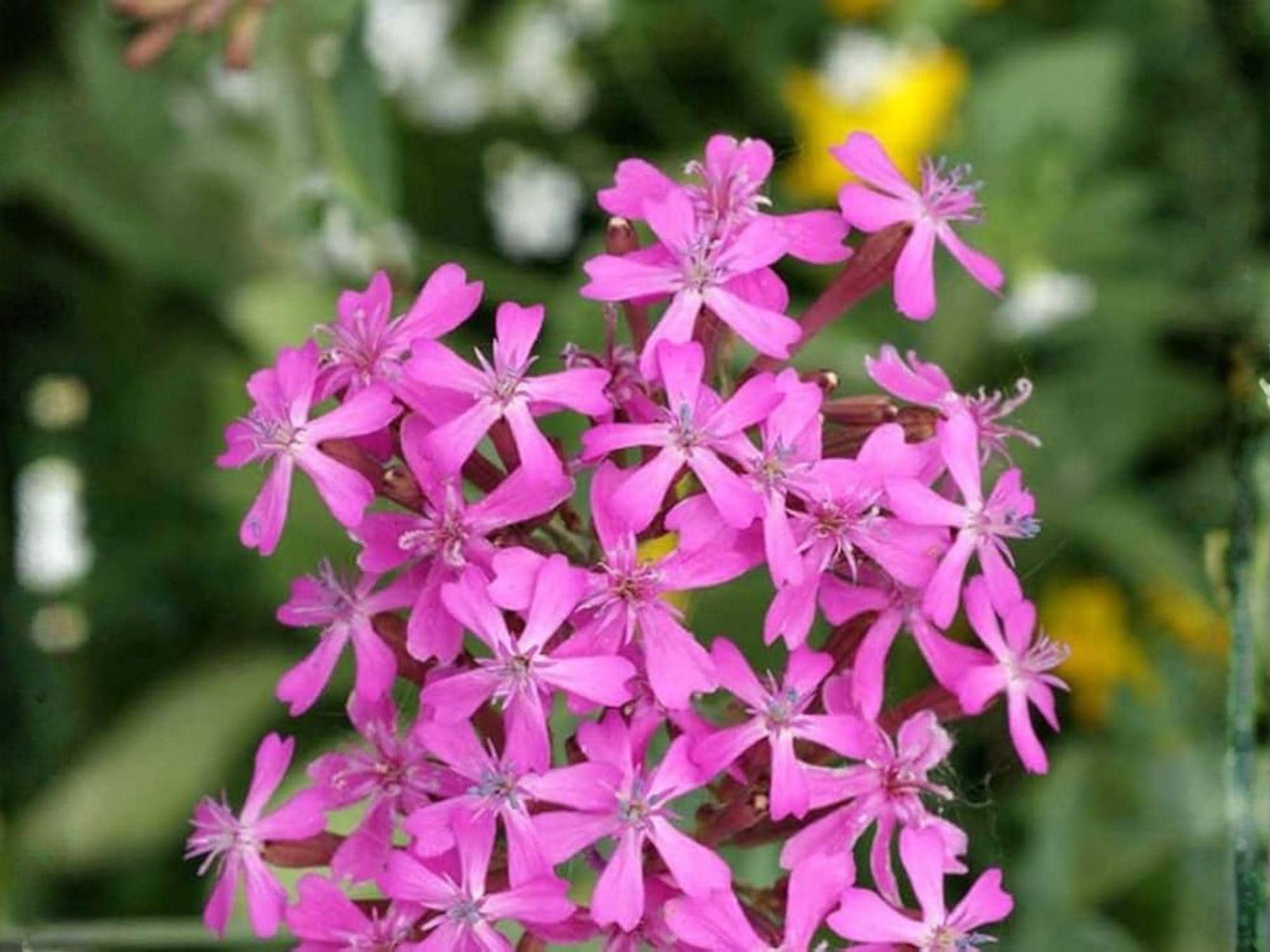 None So Pretty Catchfly Seeds - Heirloom Non-GMO Cottage Garden Flowers, Silene armeria, Bright Pink Blooms, Annual Flower Seeds
