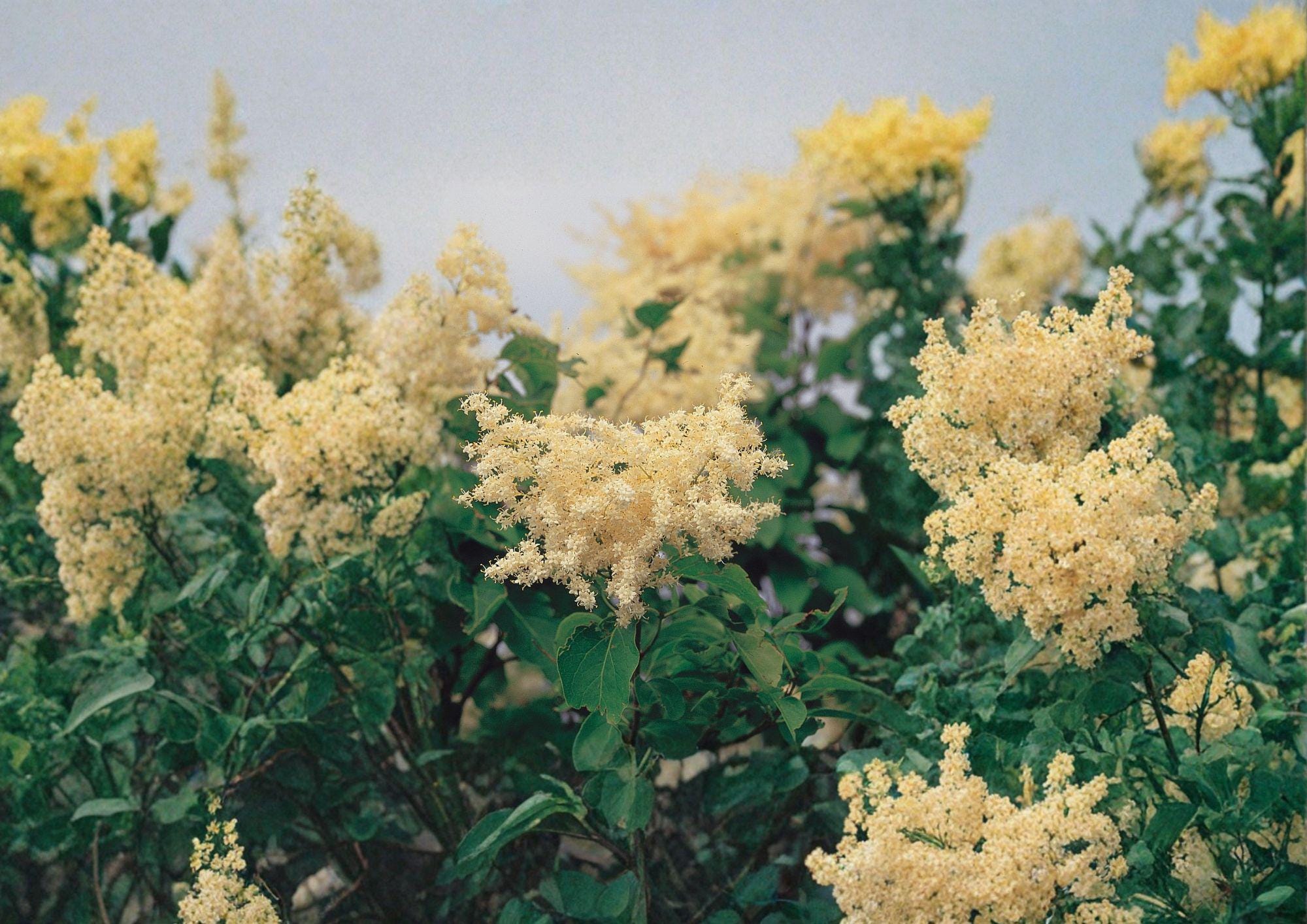 Japanese Tree Lilac Seeds – Fragrant Creamy White Ornamental Tree for Garden Landscape – Syringa amurensis japonica