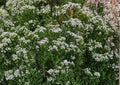 Mountain Mint Seeds – Pycnanthemum Virginianum Native Wildflower Herb for Gardens, Pollinator Magnet, Fragrant Foliage, White Flowers