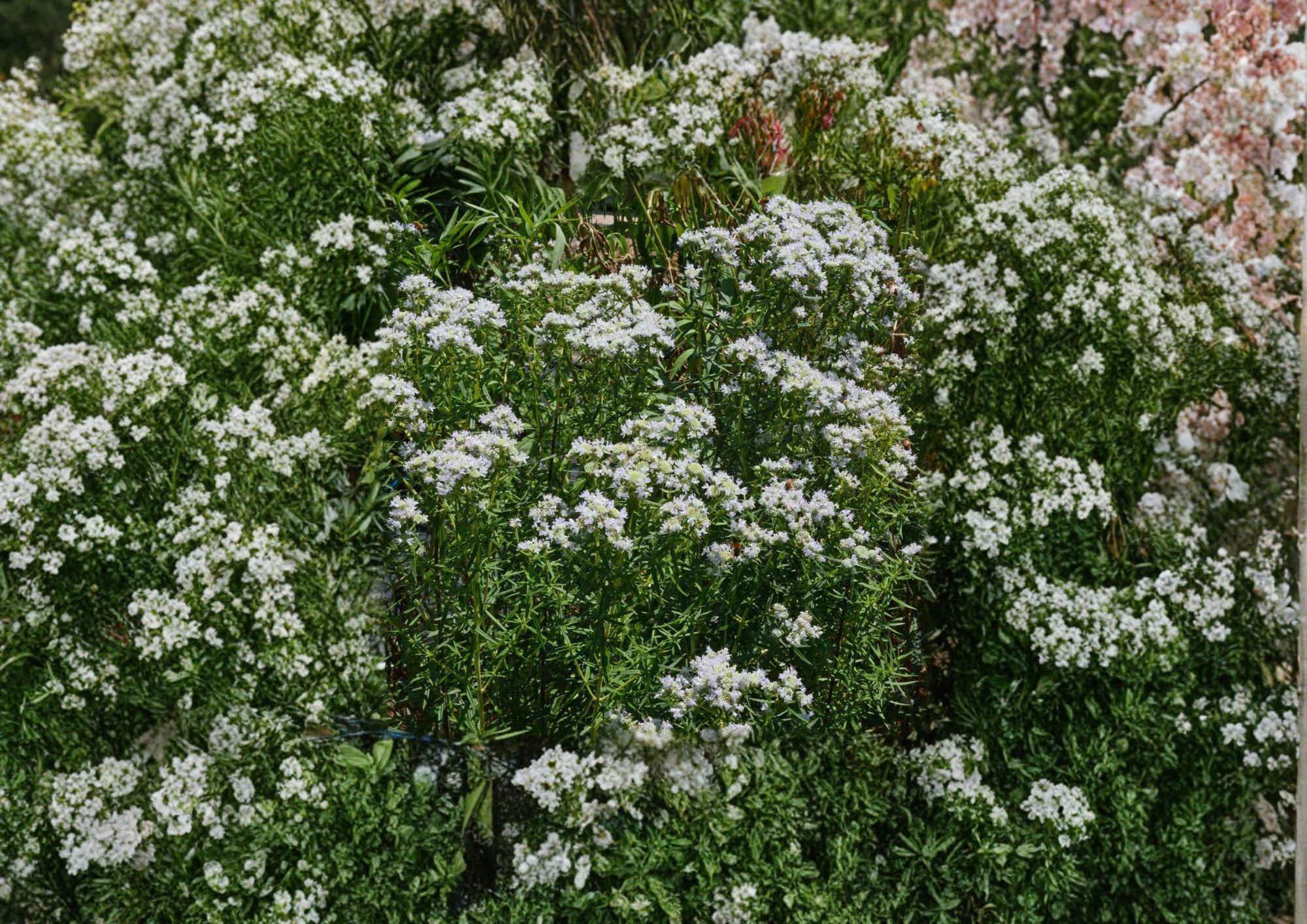 Mountain Mint Seeds – Pycnanthemum Virginianum Native Wildflower Herb for Gardens, Pollinator Magnet, Fragrant Foliage, White Flowers