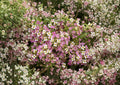 Dwarf Pink Sweet Alyssum Seeds – Fragrant Low-Growing Flowers for Borders, Containers, Pollinators – Lobularia maritima