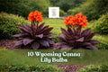 Wyoming Canna Lily Bulbs – Deep Red Tropical Flowers – Canna indica – Garden, Border, Container Planting