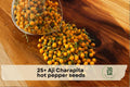 Aji Charapita Hot Pepper Seeds – Rare Yellow Chili Pepper, Compact Plant, Vegetable Seeds for Garden & Container Growing
