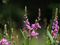 Desmodium Canadense Seeds – Showy Tick Trefoil Native Wildflower – Pink Prairie Legume for Pollinators & Soil Improvement