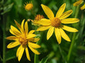 Verbesina Helianthoides Seeds – Yellow Crownbeard Native Wildflower – Pollinator Perennial for Gardens & Prairies