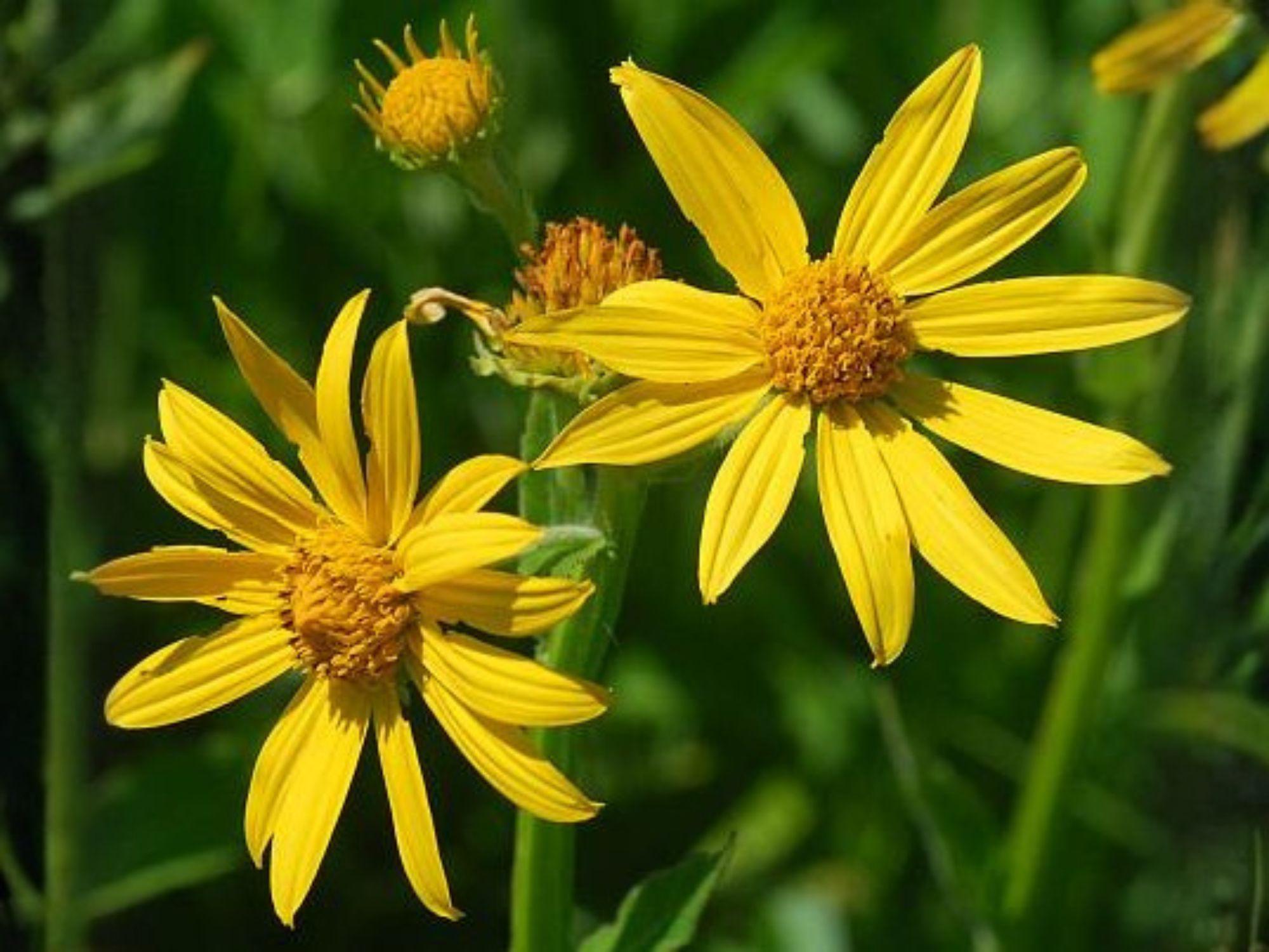 Verbesina Helianthoides Seeds – Yellow Crownbeard Native Wildflower – Pollinator Perennial for Gardens & Prairies