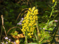 Solidago speciosa Seeds – Showy Goldenrod Native Wildflower – Tall Yellow Fall Pollinator Perennial for Gardens