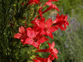 Standing Cypress Seeds - Heirloom Non-GMO Red Flower Seeds for Pollinator Gardens, Ipomopsis rubra