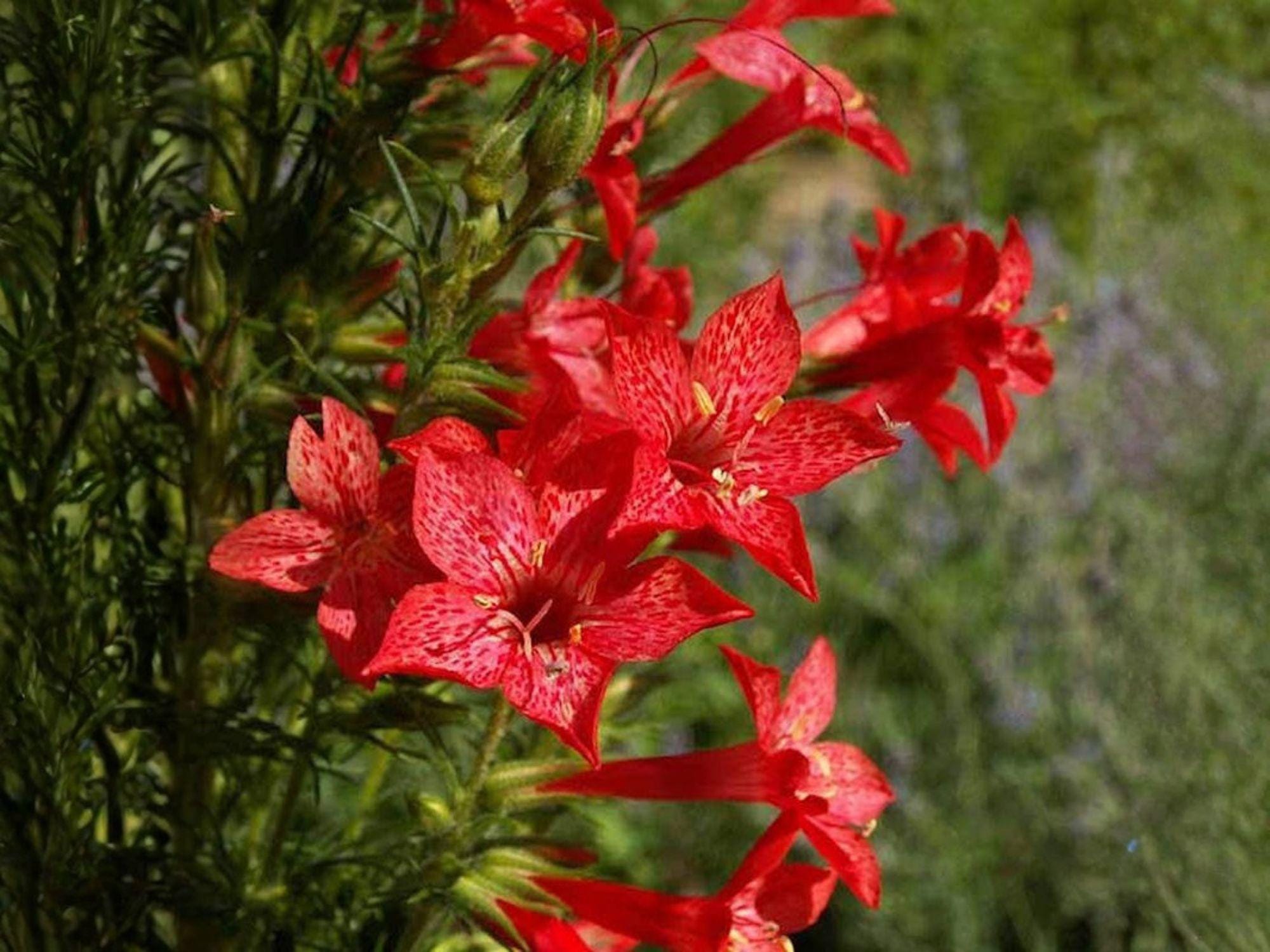 Standing Cypress Seeds - Heirloom Non-GMO Red Flower Seeds for Pollinator Gardens, Ipomopsis rubra