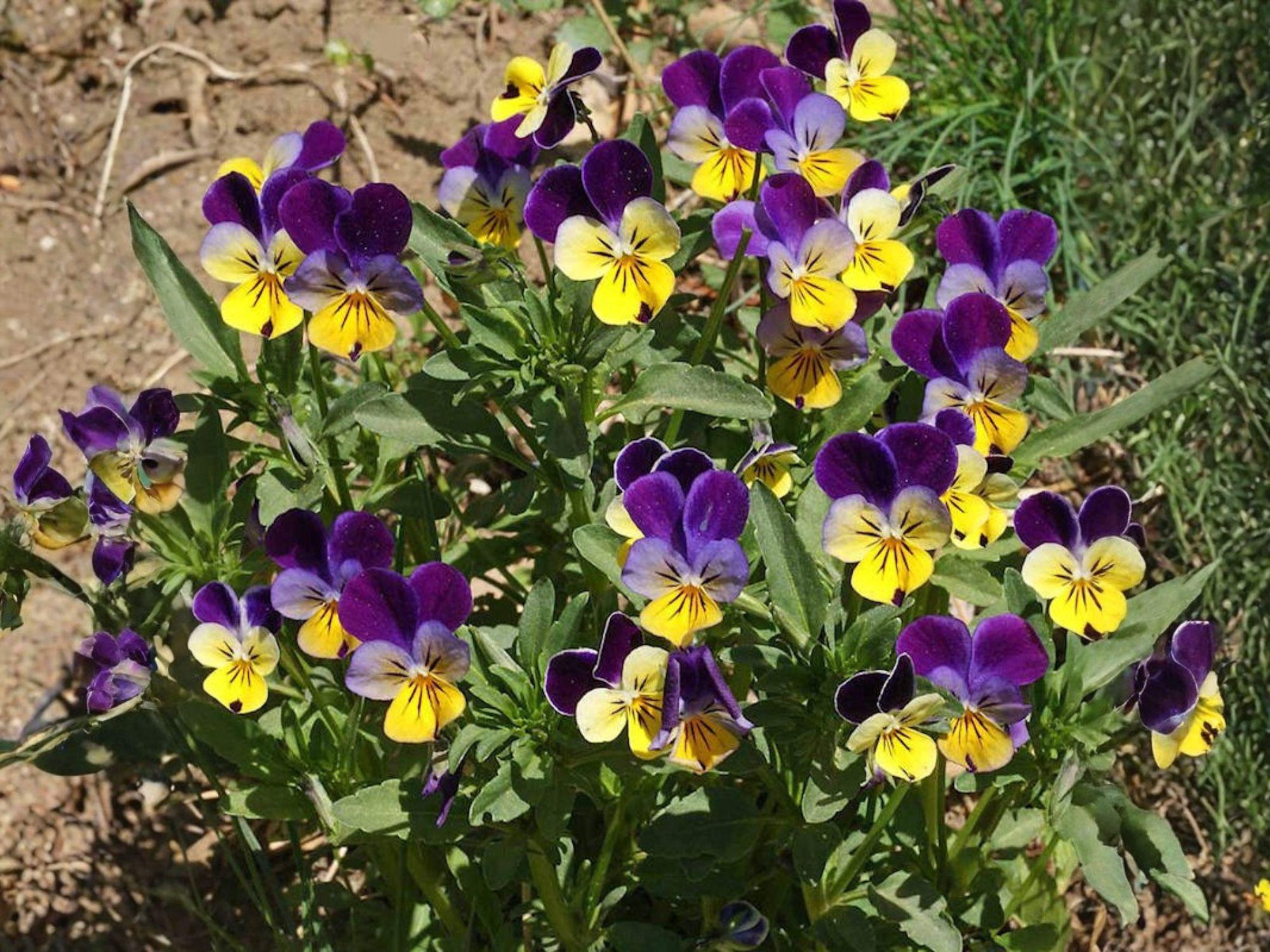 Johnny Jump Up Flower Seeds, Heirloom Non-GMO Viola tricolor, Cottage Garden, Pollinator-Friendly, 100 Seeds