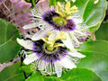 Passiflora edulis Seeds – Heirloom Purple Granadilla Bat Leaf Vine, Climbing Passion Fruit, Non-GMO, Open-Pollinated, Organic Gardening