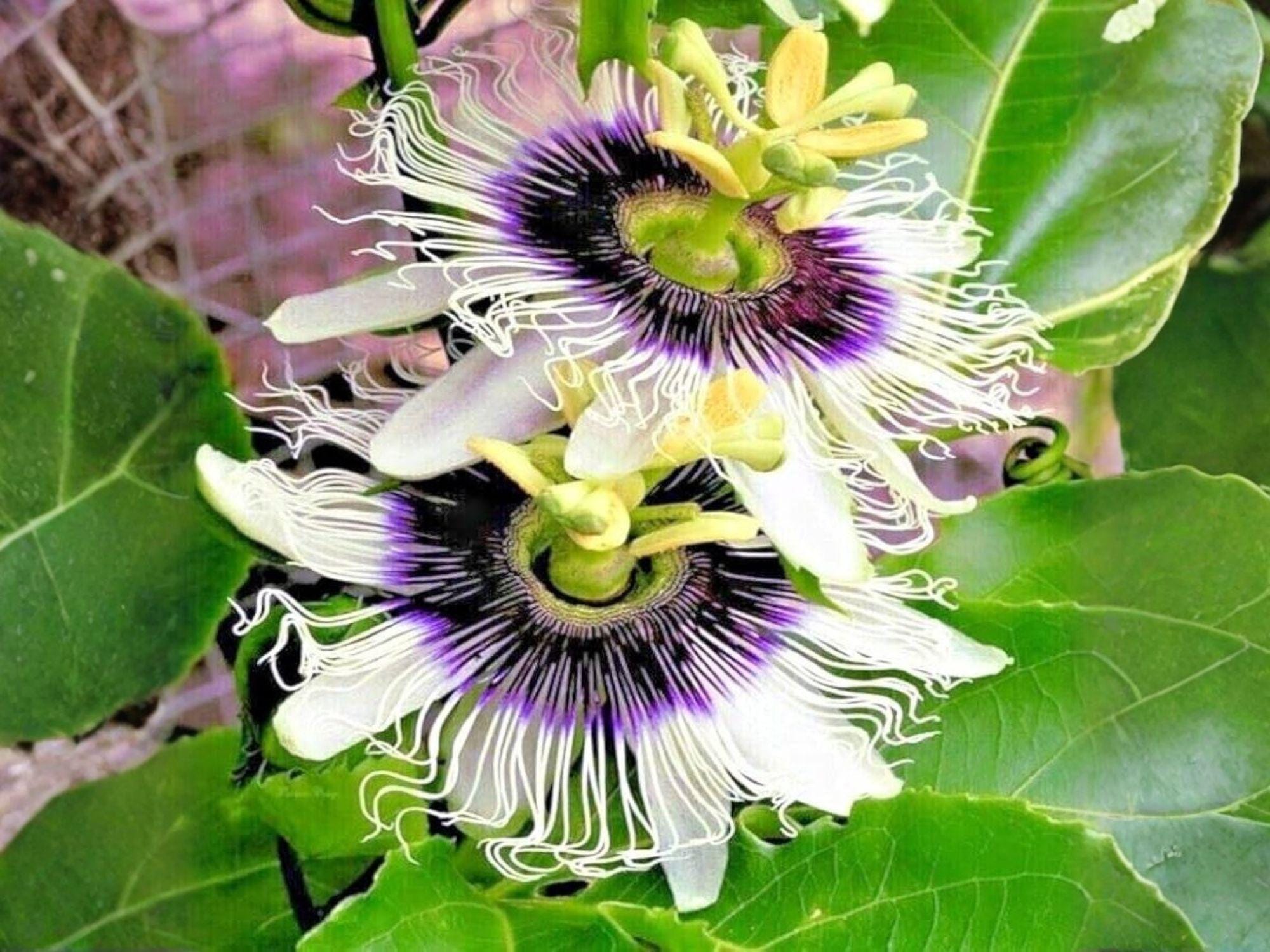 Passiflora edulis Seeds – Heirloom Purple Granadilla Bat Leaf Vine, Climbing Passion Fruit, Non-GMO, Open-Pollinated, Organic Gardening