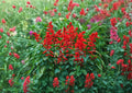Scarlet Sage Seeds | Salvia coccinea | Pollinator & Butterfly Garden Flower | Medicinal & Culinary Herb Seeds