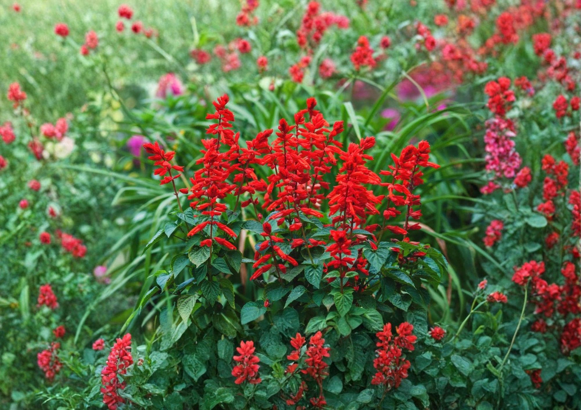 Scarlet Sage Seeds | Salvia coccinea | Pollinator & Butterfly Garden Flower | Medicinal & Culinary Herb Seeds