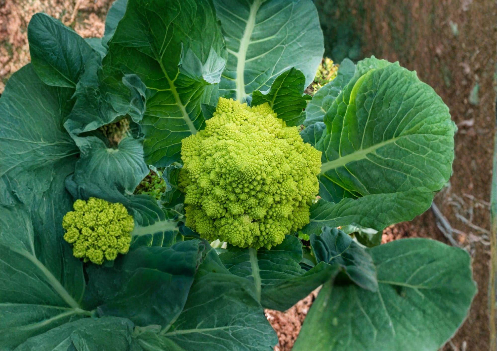 Romanesco Broccoli Seeds – Heirloom Non-GMO Vegetable, Fractal Lime Green, Brassica Oleracea, Gourmet Garden Planting, 100+ Seeds