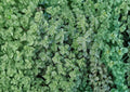 Greek Oregano Seeds, Aromatic Heirloom Culinary Herb, Non-GMO Perennial, Butterfly-Friendly, for Garden Planting