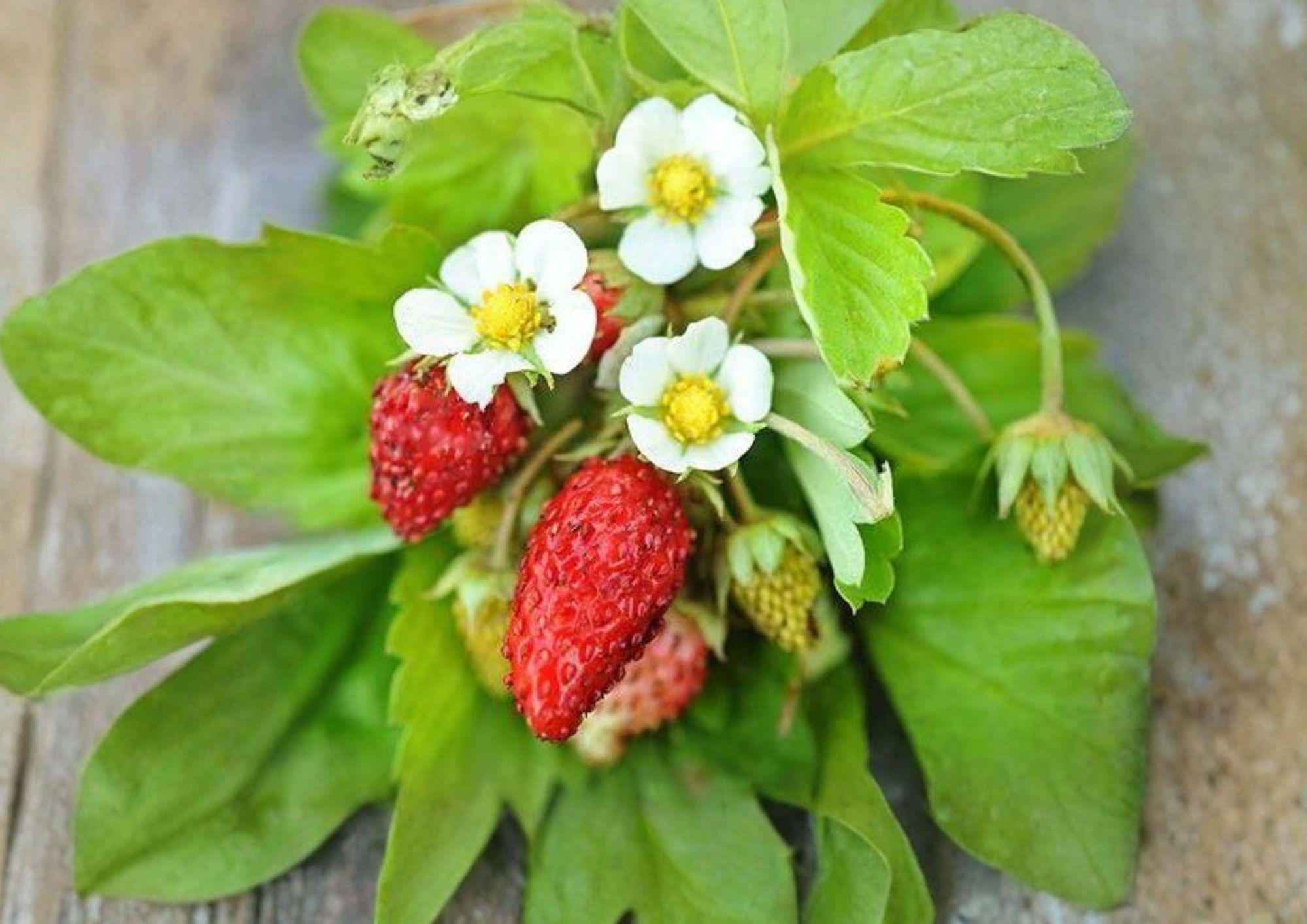 50+ Alexandria Strawberry Seeds – Heirloom Alpine Everbearing Mini Fruit, Non-GMO, Compact Garden Planting for Containers and Edible Gardens