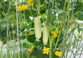 White Wonder Cucumber Seeds, Heirloom Non-GMO, Creamy White Slicing Cucumber, Vegetable for Garden Planting, 50+ Seeds